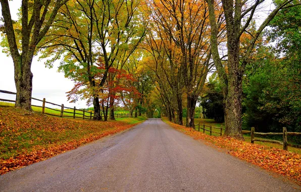 Road, autumn, forest, leaves, trees, nature, Park, colors