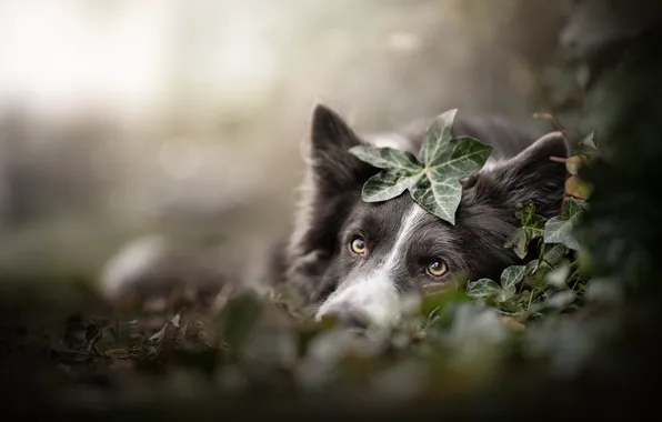 Picture look, face, leaves, dog, bokeh, The border collie