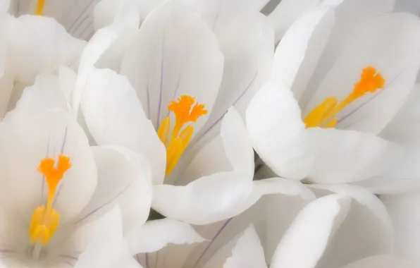 White, macro, flowers