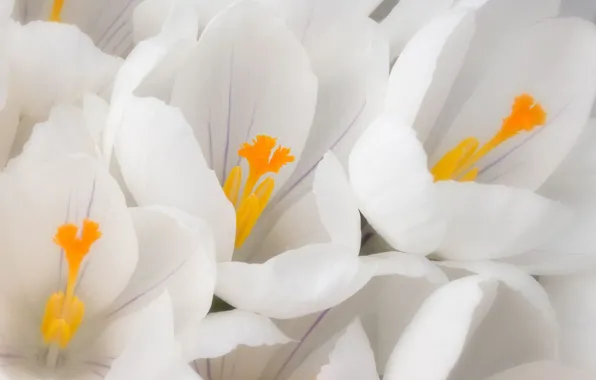 Picture white, macro, flowers