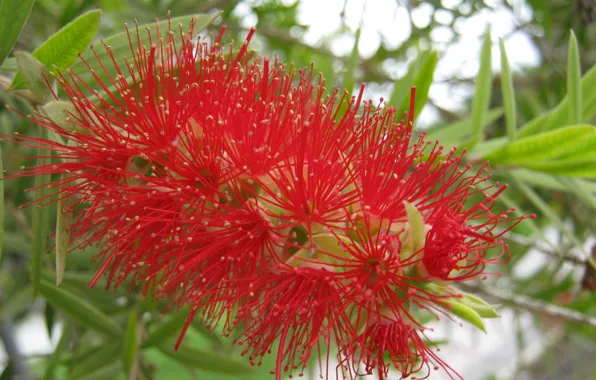 Picture leaves, macro, Flowers, stamens, flowering branch, Callistemon (Krasnorechensk)