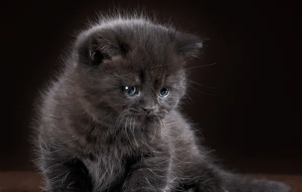Kitty, grey, baby, grey, wallpapers, cats