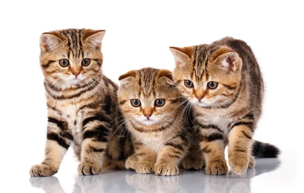 Kittens, trio, breed, Scottish fold
