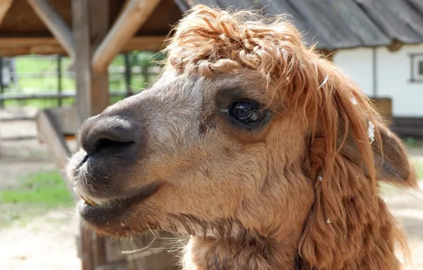 Eyes, large, red, curly, beautiful, Lama