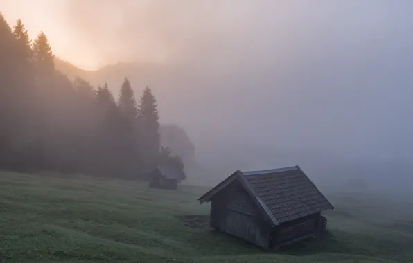 Picture forest, trees, fog, house