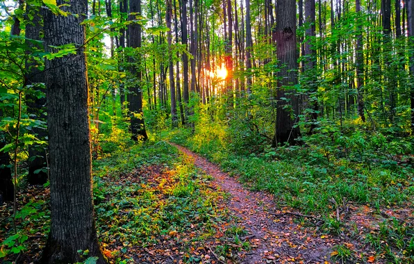 Forest, the sky, grass, the sun, trees, nature, Moscow, Russia