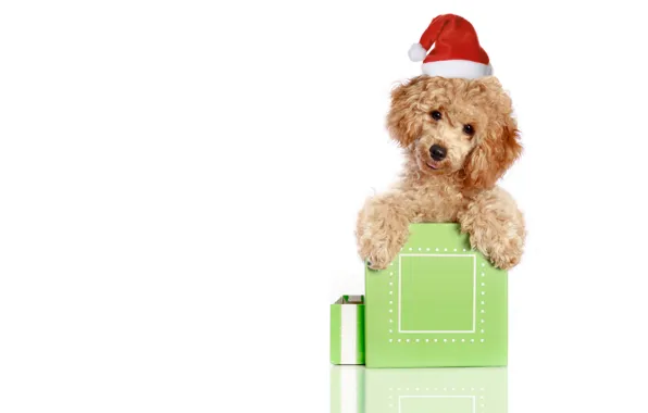 Red, animal, holiday, box, gift, new year, Christmas, white background