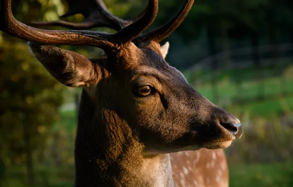 Picture photo, Head, Deer, Face, Animal