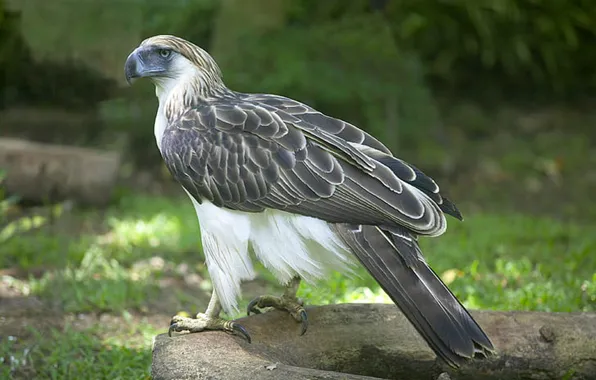 Predator, philippine-eagle, monkey-eating eagle, .bird