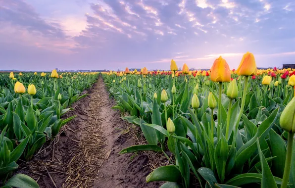 Field, the sky, clouds, flowers, spring, yellow, tulips, red