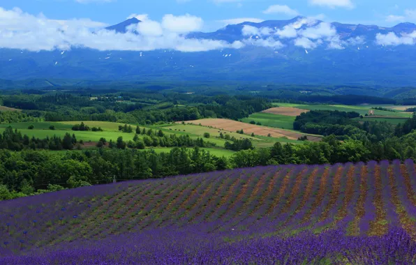 Field, landscape, view, field, Nature, lavender
