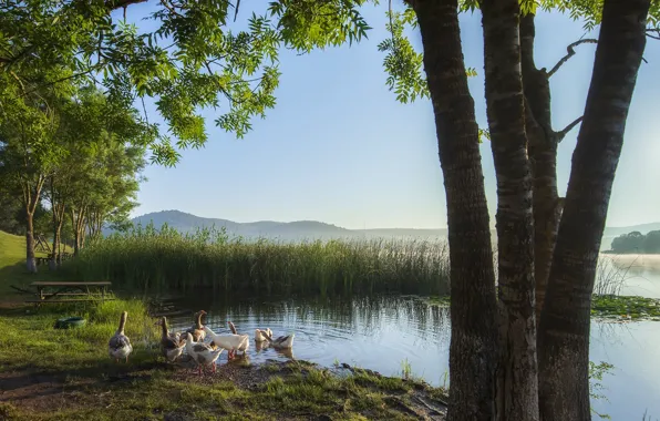 Picture summer, landscape, birds, nature, lake, the reeds, tree, shore