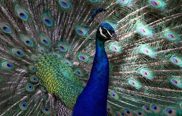 Look, bird, portrait, feathers, tail, peacock
