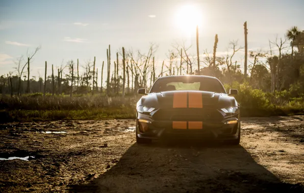 Picture the sun, Mustang, Ford, Shelby, front view, GT-S, 2019