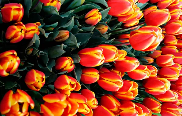 Picture flowers, tulips, a lot
