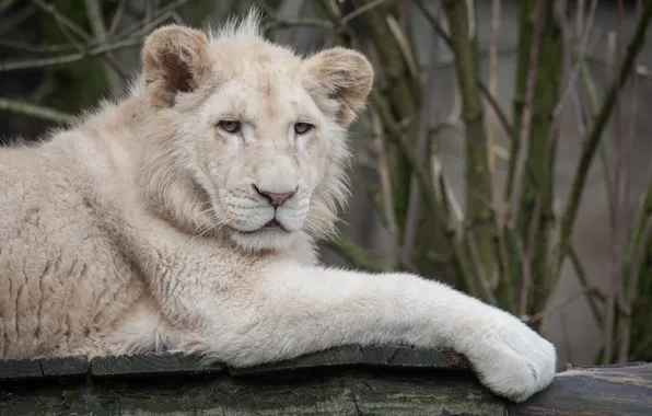 Picture cat, log, lion, white lion