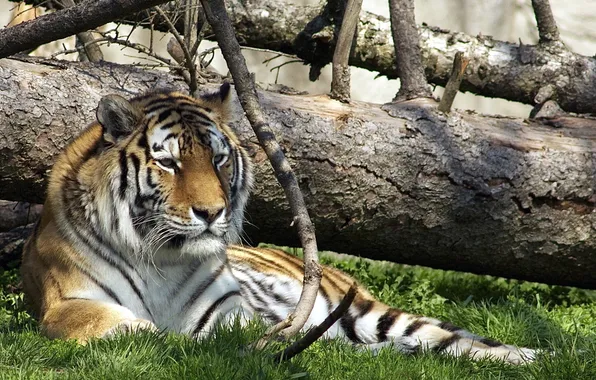 Picture nature, tiger, zoo