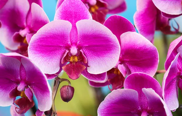 Macro, petals, Orchid, Phalaenopsis