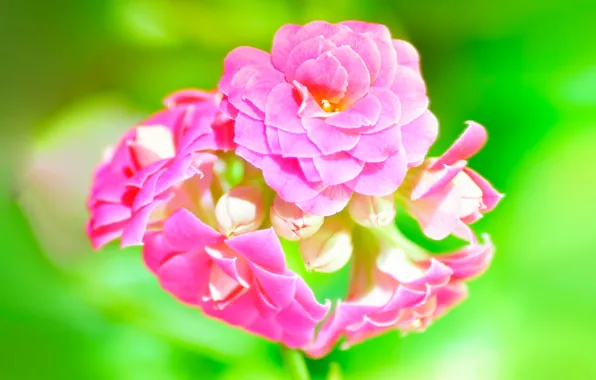 Picture macro, green, pink, Kalanchoe