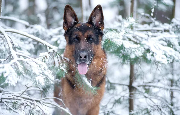 Winter, language, look, face, snow, branches, dog, German shepherd