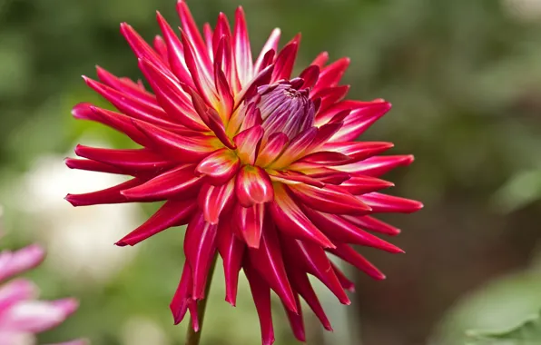 Picture flowers, red, dahlias, Wallpaper from lolita777