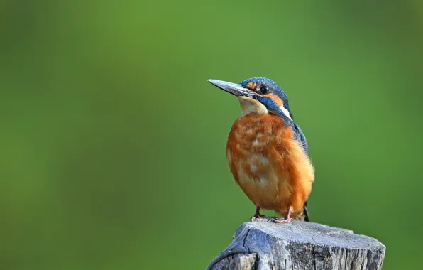 Picture bird, stump, Kingfisher