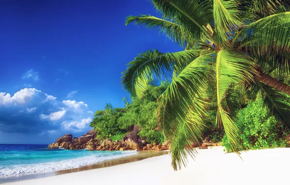 Picture sea, beach, nature, tropics, palm trees, shore, blue sky