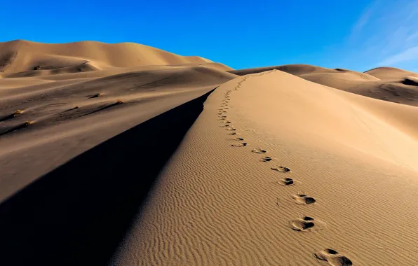 Sand, traces, desert, dunes