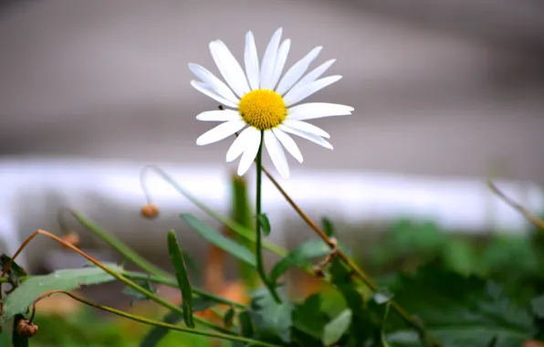 Picture summer, green, chamomile