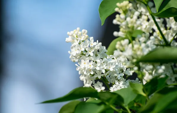 Leaves, macro, white, lilac, inflorescence