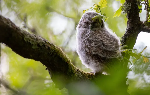 Leaves, tree, owl, bird, sleep, branch, sleeping, chick