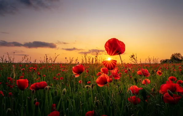 Field, summer, the sky, landscape, flowers, nature, Maki, meadow