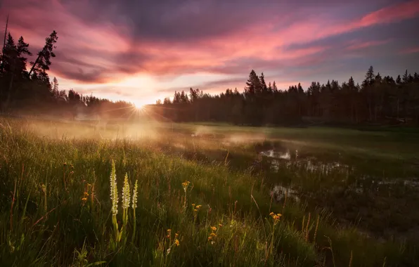 Picture forest, grass, water, the sun, light, Rosa, morning