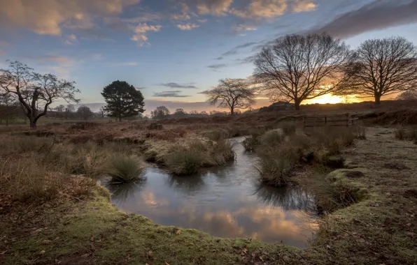 Field, sunset, nature