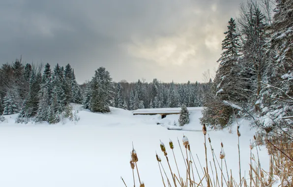 Picture winter, frost, forest, the sky, clouds, snow, landscape, nature