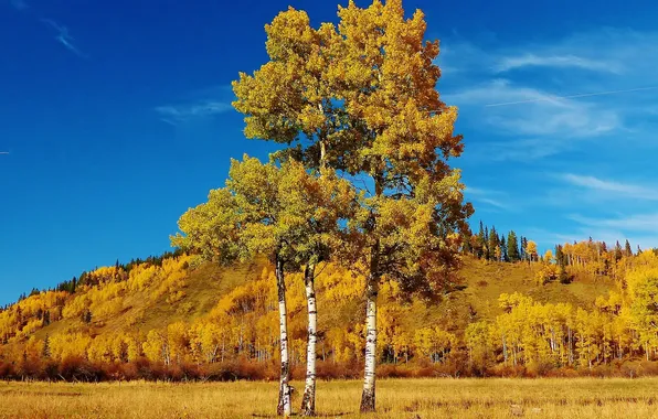 Autumn, grass, leaves, trees, landscape, hills, Canada, Albert