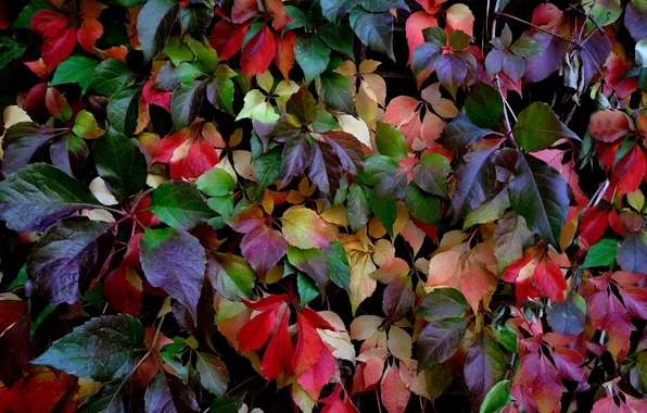 Autumn, leaves, colorful