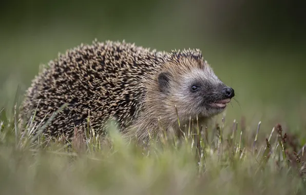 Language, grass, look, nature, glade, hedgehog, face, hedgehog