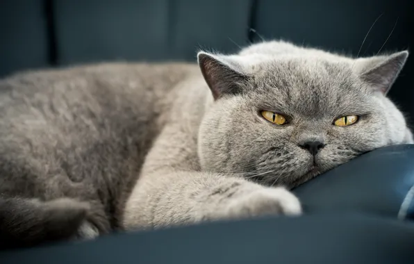 Cat, eyes, cat, grey, sofa, stay, portrait, tired