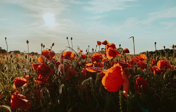 Summer, the sky, light, Maki, red, poppy field