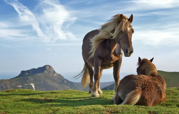 The sky, grass, mountains, horse