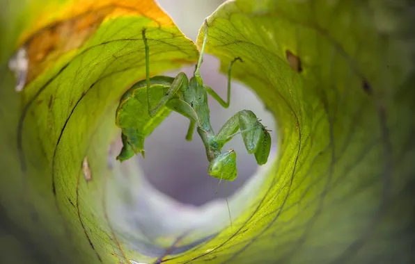 Leaves, macro, pose, green, leaf, legs, mantis, insect