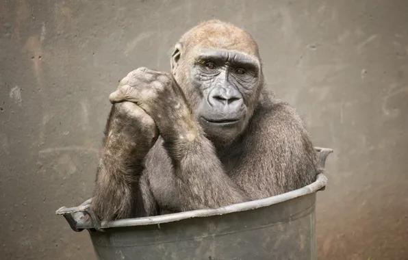 Look, nature, monkey