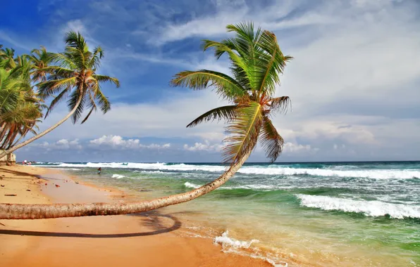 Picture sea, the sky, palm trees