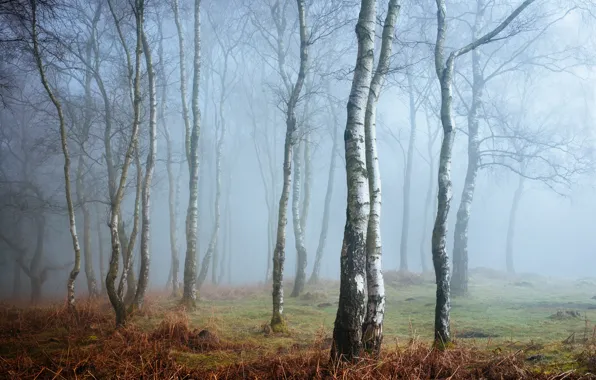 Picture fog, England, Derbyshire, Peak District