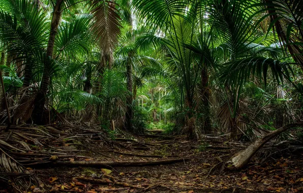 Forest, trees, landscape, nature, tropics, palm trees, trail, plants