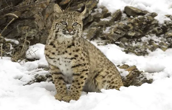 Picture winter, snow, big cat, Lynx
