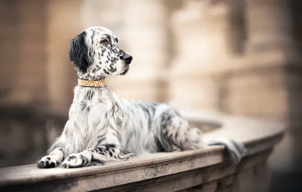 Background, each, dog