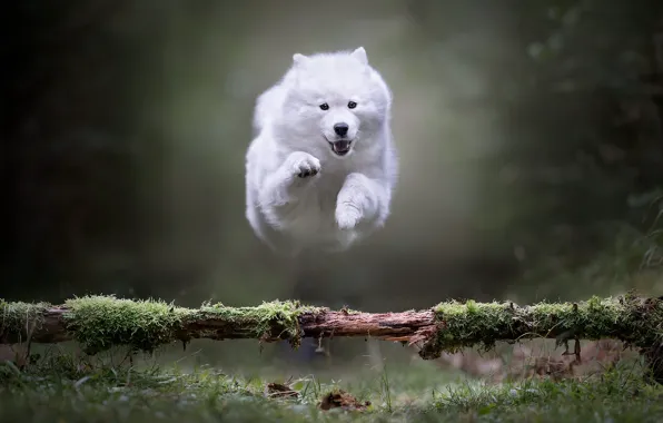 Look, nature, pose, jump, moss, dog, puppy, white
