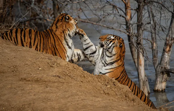 Branches, the game, slope, pair, tigers, two, poses